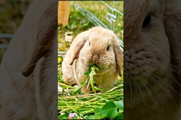 cute rabbit eating leafs adorable video #rabbit #animals #bunny #cuteanimals #trending #shorts
