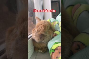 Please subscribe #dog #pets #puppy #youtubeshorts #cute #bunny #animal #rabbit