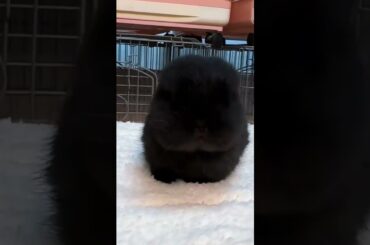 Cute Rabbit Tongue #rabbit #rabbits #bunny #pets #petcare #petvideos #animal #short
