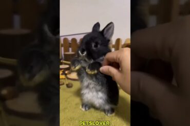 Cute Rabbit #rabbit #bunny #pets #petcare #petvideos #animal #shortvideos
