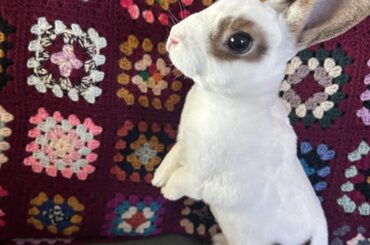“Did someone say treats?”