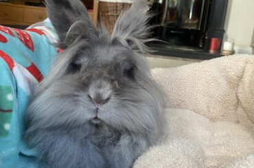 Is hay straight from the bale okay for my rabbit?