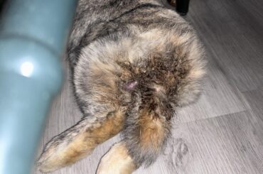Matted area between tail. Any advice is welcome.