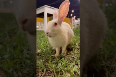 Cute Rabbit Funny Eating Sounds #funny #sound #shorts