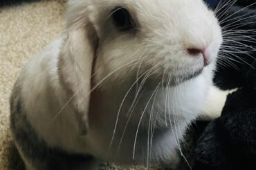 Papa…. Wake!!! Feed me now!!