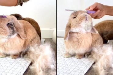 Bunny LOVES to get groomed!
