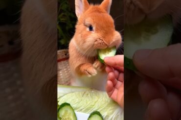 feeding cucumber to a cute rabbit, cute bunny nibbling cucumber #rabbit #bunny #cuteanimals #shorts