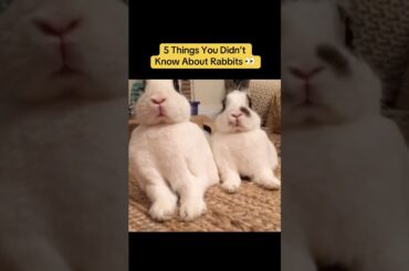 5 Things Most People Don’t Know About Rabbits
