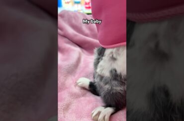 My baby #cute #bunny #avintha #funnypictures #petsrule #pets #cute #love #funny #comedy #shorts