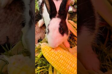 Cute little rabbit eat corn #kelinciberanak #cute #rabbit #animals #pets #bunny