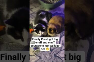 Different love #cat #cute #rabbit #love #hope