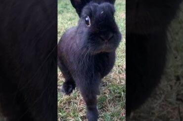 Haha Amazing Rabbits #amazing #rabbit #bunny #pets #animals #shorts