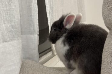 Bubbles is stargazing