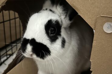 Cute but mischievous