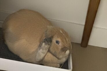 New bun behavior