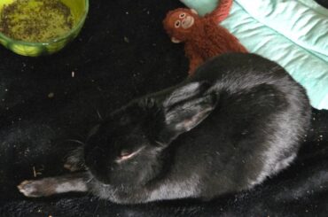 Older Rabbit- Euthanasia
