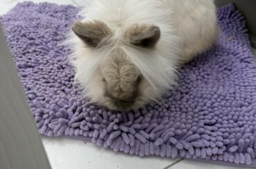 Bunny distribution system?