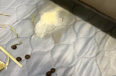 First time rabbit owner help
