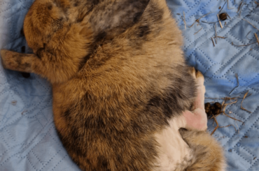 My Fluff survived the surgery