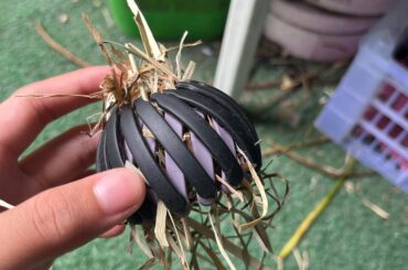 Is this a good makeshift toy for my bunny?
