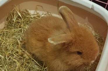 Got my new bunny 🧡🐇