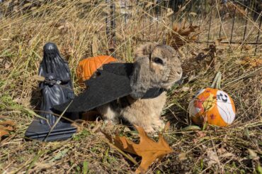 Oschon's ready for haunting!