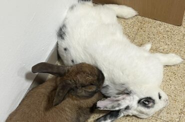 you could take a nap or, you know, pass away on the floor