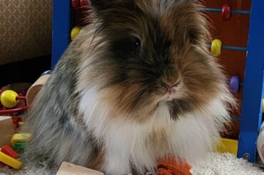 Rehoming sweet 5 year old Phoebe.