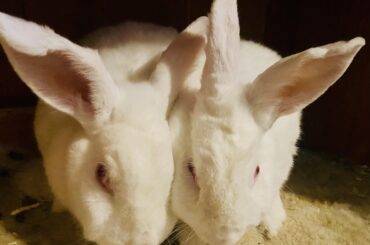 Possibly adopting an older bunny