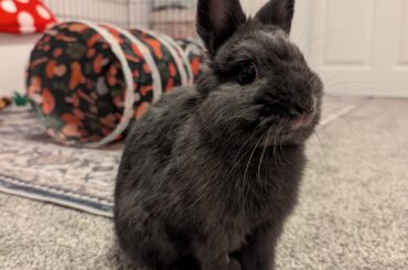 Princess Blueberry
