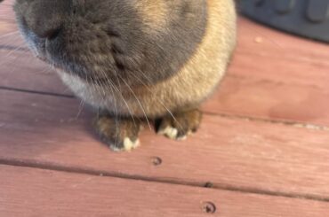 lost my bunny bub today