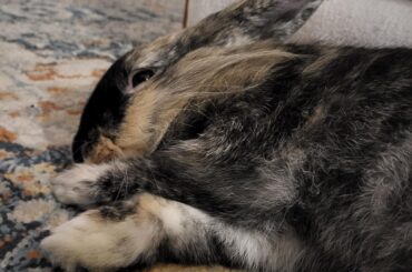 Snuffleupagus Preparing To Snooze