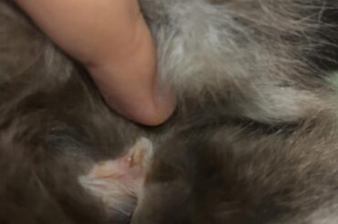 Is my rabbit sick?