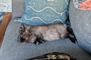 Very sleepy after a morning of chewing damn near everything