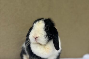 Rabbit Update