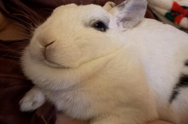Searching for heating pad