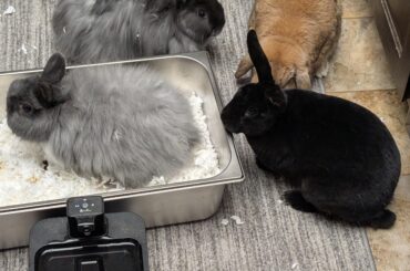 Bunny Bonding Help, one may be stuck without a home if we don't succeed!