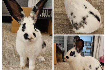 English Spot with long ears?