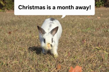 Bob wants everyone to know Christmas is a month away!