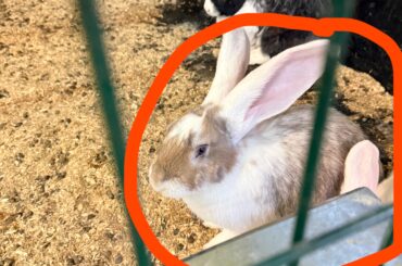 Carrier for continental giant rabbit?