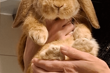fluffy potato being held
