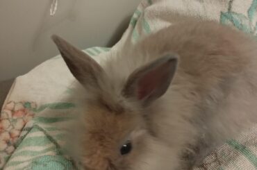 Mochi