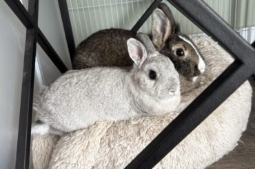 Why are bunnies so cute??
