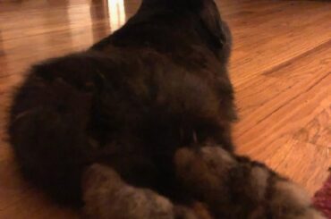 My husband won't stop sending me feet pics of our rabbit