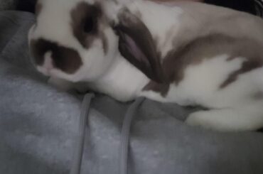If he is laying on my neck like this, is he scared?