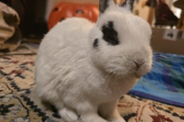 I fed my rabbit a bunch of dill and now he smells like a pickle!