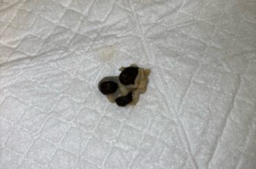 What is this stuff around my bunny’s poop?? (We found out he has fleas yesterday)