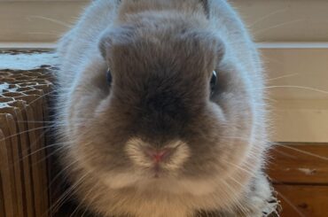 meet zaru! 🐰