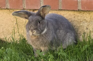 Giving Ruby the yard she deserves