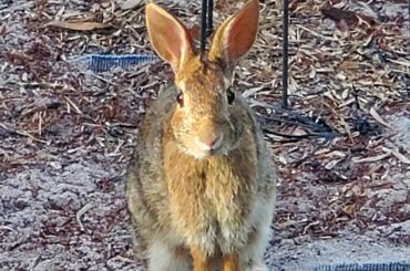 Some Bunny Loves You!